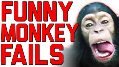 The Ultimate Funny Monkey Compilation || Monkey Fails by FailArmy