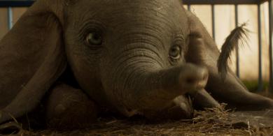 Dumbo Box Office: The Baby Elephant Doesn't Quite Soar