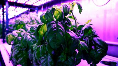 Machine learning is making pesto even more delicious