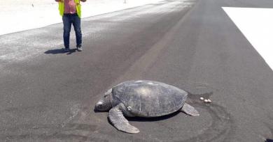 Una tortuga marina salió del agua para anidar y se encontró con que la playa ahora era un aeropuerto