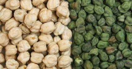 UK harvests its first crop of chickpeas