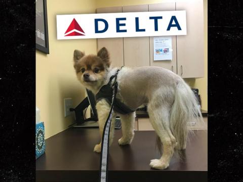 Dog Dies on Delta Air Lines