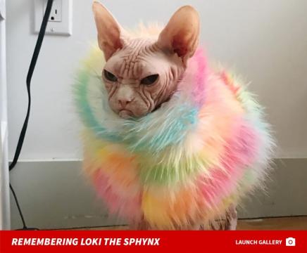 Loki The Sphynx aka 'The Grumpiest Cat' Dies Unexpectedly