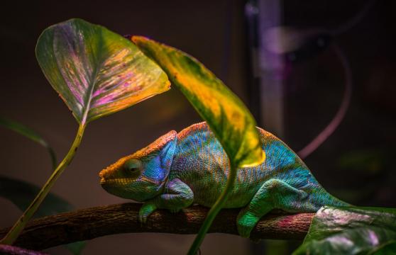 Chameleon-inspired nanolaser changes colors