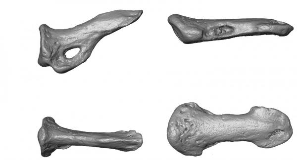 Fossils show ancient primates had grooming claws as well as nails