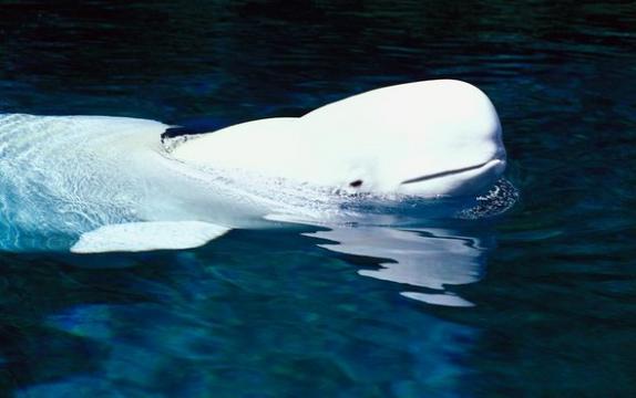 Alaskan Beluga Whales Ace Hearing Exam
