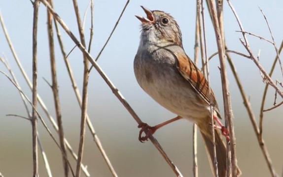 Bird's Song Staying Power Implies Culture
