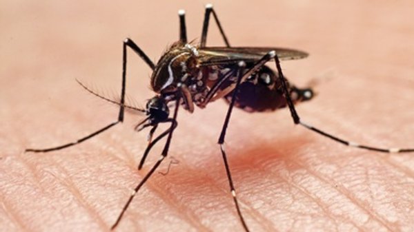 Why Your Summer Might Be Full of Mosquitoes
