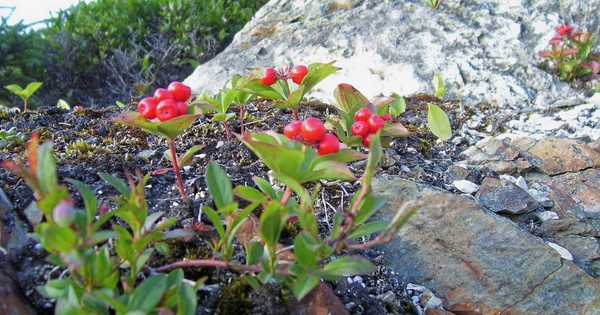 5 poisonous berries that you should steer clear of – and 3 wild berries you can eat