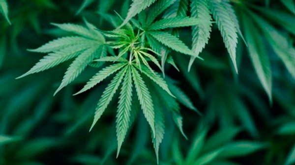 FDA Approves Country's First Marijuana-Based Medicine