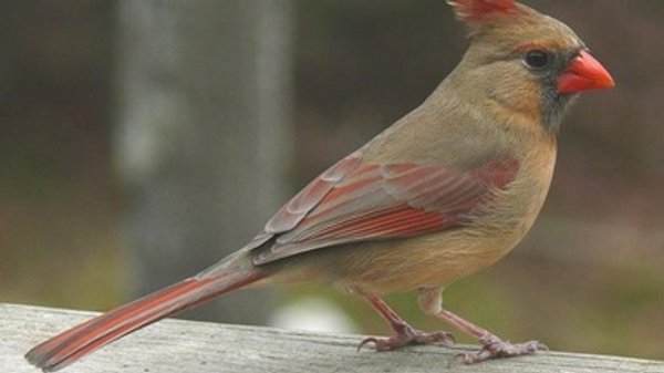 Cardinal Rule: Female Birds Sing Too