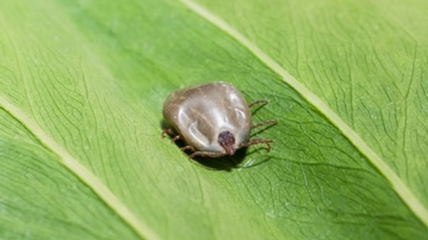 Tick Discovery Highlights How Few Answers We Have about These Bugs in the U.S.
