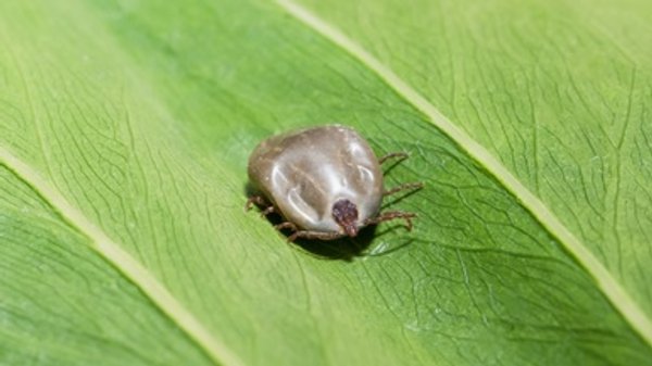 Tick Discovery Highlights How Few Answers We Have about These Pests in the U.S.