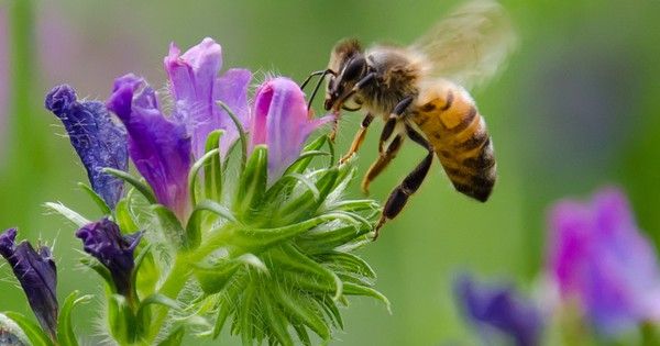 Oregon "solar apiary" combines energy production with honey