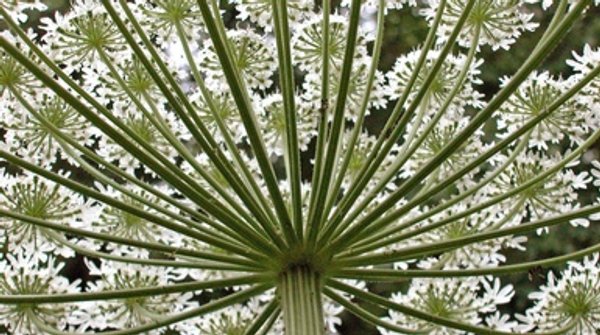 Invasive Giant Hogweed's Solar-Activated Sap Causes Blistering Skin Burns