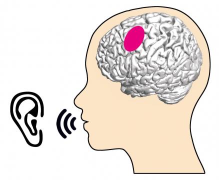 What articulation-relevant brain regions do when we listen