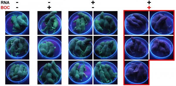 A novel switch to control genome editing