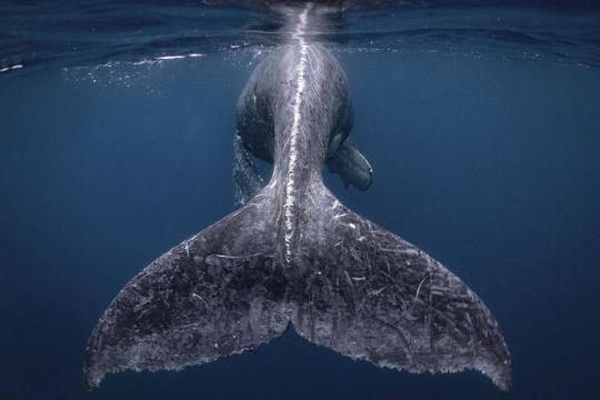 Imagem de baleia jubarte vence concurso de fotos de viagem; veja galeria