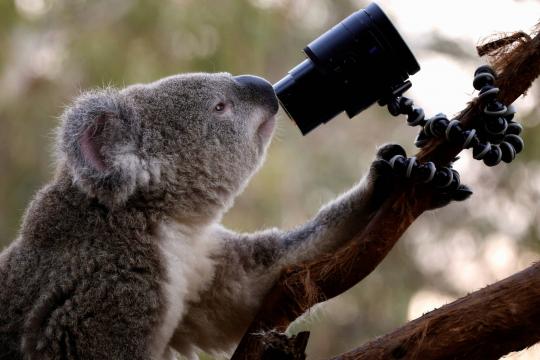 Genoma do coala é decifrado e pode ajudar na conservação do bicho