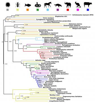 Cross species transfer of genes has driven evolution