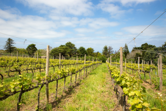 A história do barão que largou a vida na Suíça para fazer vinhos em Portugal