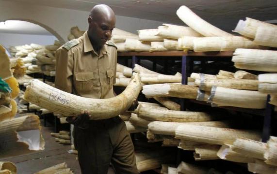 Campaign group says illegal ivory trade breezes past EU law