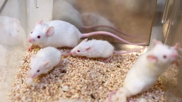 Controversial CRISPR "Gene Drives" Tested in Mammals for the First Time