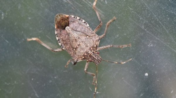 Scientists Pick Up the Genetic Scent of Stinkbug Invaders