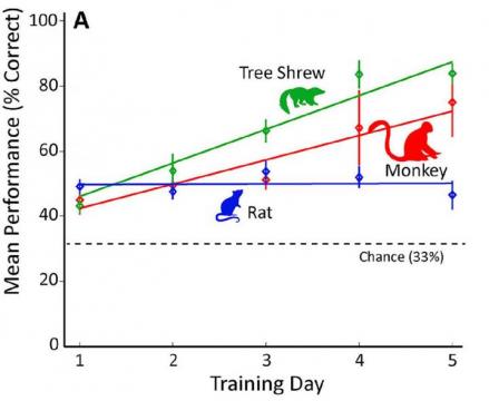 Rats trail behind shrews, monkeys, and humans in visual problem solving