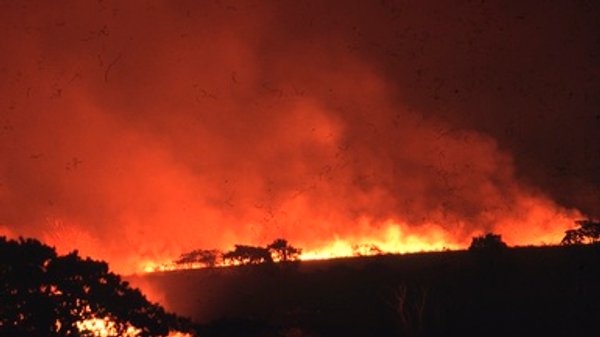 Deforestation Ticks Up in Brazil's Savannah