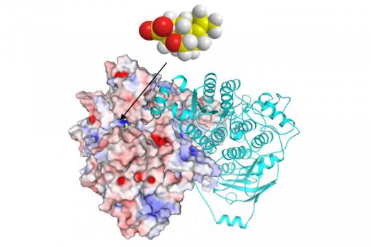 Researchers discover natural product that could lead to new class of commercial herbicide