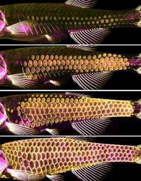 The ancient armor of fish -- scales -- provide clues to hair, feather development