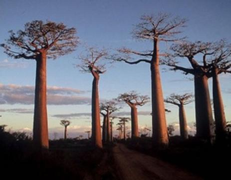 Climate Change Is Killing These Ancient Trees , but That's Just Part of the Story