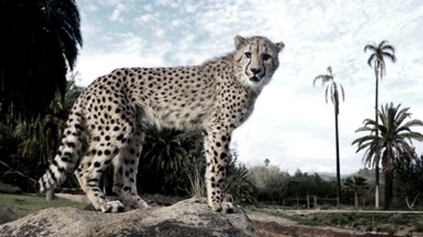 Tinder for Cheetahs? Big Cats Are Attracted by Urine Smell