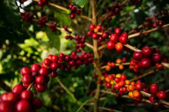 Café brasileiro é um dos dez mais baratos do mundo