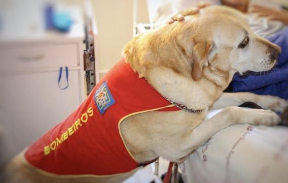 Morre Lika, um dos primeiros cães de salvamento dos Bombeiros do Paraná