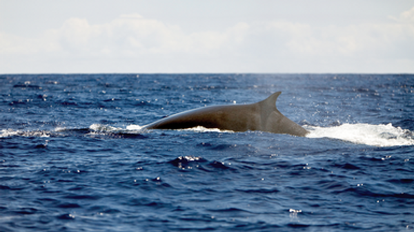 Nuclear Bomb Sensors Eavesdrop on Whales