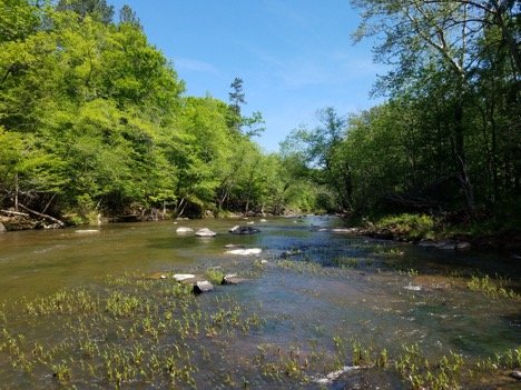 Using Herbicides to Save Endangered Snails