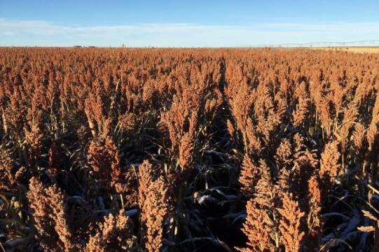 Over sorghum salad, U.S. farmers and Chinese buyers chew on trade