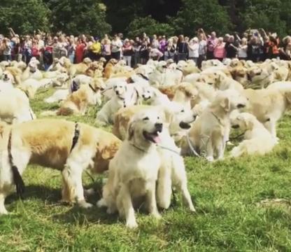 Evento reúne 361 cachorros para comemorar aniversário da raça golden retriever