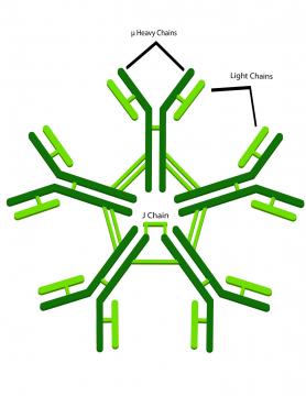 Research shows a promising new class of antibodies protects against HIV-1 infection