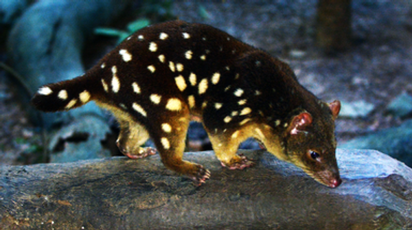 Speeding Up Evolution to Save An Australian Marsupial from Toxic Toads