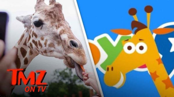 April The Giraffe Is Pregnant Again! | TMZ TV