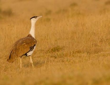 Is the Great Indian Bustard About to Go Extinct?