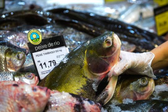 Seafood Watch vai monitorar riscos ambientais do pescado no Brasil