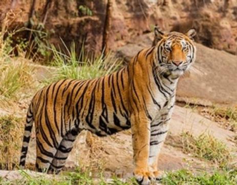 It's Global Tiger Day. How Is the Effort to Save Them Going?