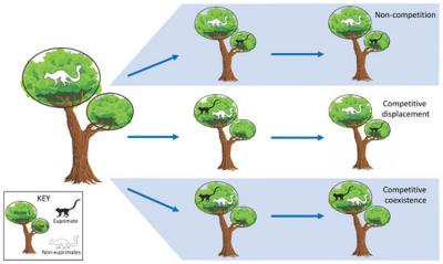 The competitive edge: Dietary competition played a key role in the evolution of early primates