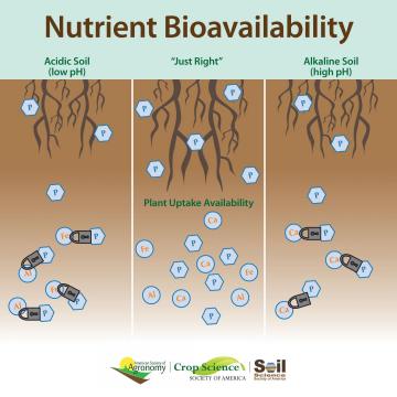 Soil phosphorus availability and lime: More than just pH?