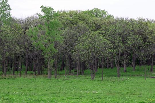 Trees travelling west: How climate is changing our forests