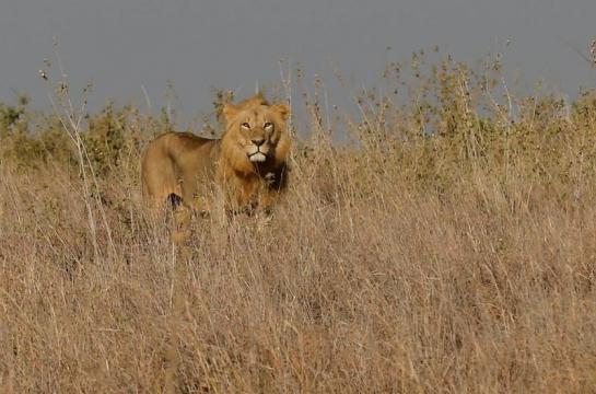 Trophy-hunting foes sue to shut down Trump wildlife board